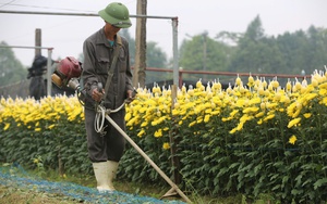 Làng hoa nổi tiếng Thanh Hóa, Ninh Bình tất bật vụ Tết