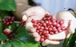 Giá cà phê hôm nay 3-10: Giảm, bức tranh thu hoạch Robusta toàn cầu ra sao?- Ảnh 1.