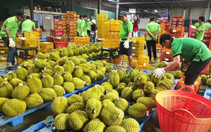 Trung Quốc ồ ạt mua hạt điều Việt Nam - Ảnh 1.