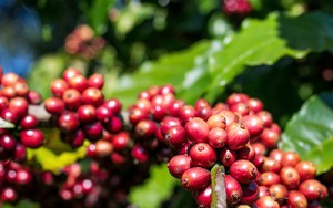 Giá cà phê hôm nay 4-10: Bùng nổ cuối tuần - Ảnh 1.