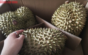 Giá sầu riêng giảm mạnh do ùn tắc kiểm nghiệm xuất khẩu sang Trung Quốc - Ảnh 1.