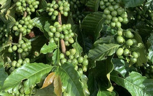 Giá cà phê hôm nay 27 - 10: Tăng giá cà phê có khả thi không? - Ảnh 1. Giá cà phê hôm nay 27 - 10: Tăng giá cà phê có khả thi không? - Ảnh 1.