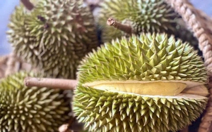 Chuyện gì đang xảy ra với việc kiểm nghiệm sầu riêng? - Ảnh 1.