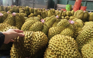 Bầu Đức bất ngờ mang sầu riêng bán trong nước - Ảnh 1.