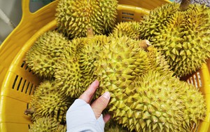 Bài học lớn từ xuất khẩu sầu riêng Việt Nam: Kiểm soát chất lượng là chìa khóa - Ảnh 2.