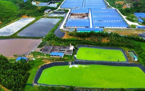 Giá heo hơi hôm nay, 2-11: Bất ngờ với giá heo ở chợ đầu mối - Ảnh 2.