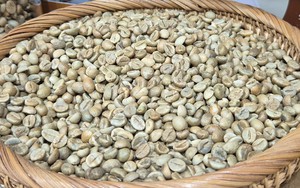 Giá cà phê hôm nay 8 - 10 giảm mạnh , doanh nghiệp Việt lép vế cuối vụ - Ảnh 1.