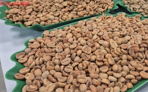 Giá cà phê hôm nay 12 -11: Arabica lại tăng nóng,  Ethiopia xử lý đầu cơ - Ảnh 1.