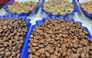 Giá cà phê hôm nay 1-12: Dồn dập thu hoạch và khuyến cáo quan trọng - Ảnh 1.