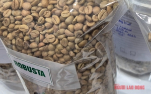 Giá cà phê hôm nay 6-11: Hàng giao ngay lại nóng - Ảnh 1.