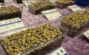 Giá cà phê hôm nay 12 - 12: Tình hình Lình xình và tin vui lớn ngành cà phê - Ảnh 1.