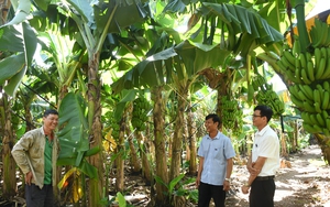 "Cứu" ng&agrave;nh chuối khỏi căn bệnh g&acirc;y thất tho&aacute;t h&agrave;ng triệu USD mỗi năm - Ảnh 2.