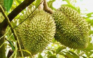 Gi&aacute; sầu ri&ecirc;ng Ri 6 tr&aacute;i vụ gi&aacute; rẻ bất ngờ - Ảnh 2.