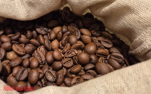 Giá cà phê hôm nay 5-12: Cắt mạch giảm và tin tốt ở thị trường số 1 - Ảnh 1.