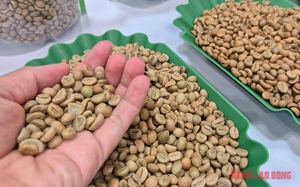 Giá cà phê hôm nay 9-12: Lao dốc tiếp - Ảnh 1.