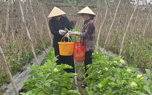 Quỹ hỗ trợ cộng đồng David Dương giúp người dân vươn lên làm giàu - Ảnh 4.