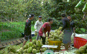 Khẩn trương gỡ khó cho xuất khẩu sầu riêng - Ảnh 3.