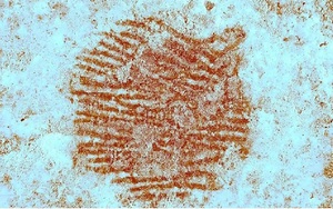 Ph&aacute;t hiện ngoạn mục về 2 người kh&aacute;c lo&agrave;i ở Nga - Ảnh 3.