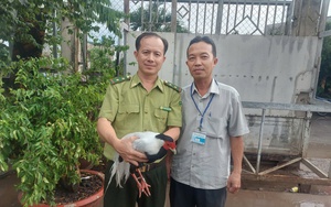 TP HCM: Phát hiện khoảng 500 con chim cu ngói không giấy tờ ở kho gần sân bay - Ảnh 2.
