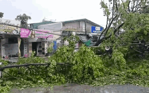 Hàng ngàn cây xanh , cột điện gãy đổ sau bão số 5 tại Nghệ An - Ảnh 1.