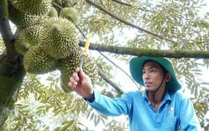 Xuất khẩu nông sản Việt Nam tăng trưởng mạnh mẽ Trong năm 2025 - Ảnh 2.
