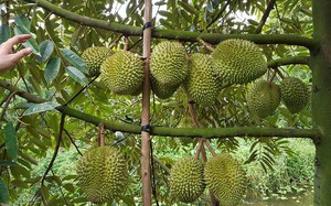 Chất lượng sầu riêng Đắk Lắk giảm mạnh trong mùa thu hoạch 2023 - Ảnh 3.