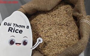 Giá gạo Việt Nam mạnh mẽ chưa từng thấy, điều gì đang xảy ra?  - Ảnh 2.