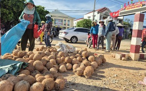 Dừa khô tăng giá kỷ lục - Ảnh 2.