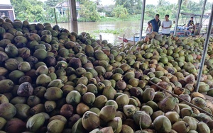 Giá dừa khô giảm mạnh: Từ kỷ lục đến thực trạng thị trường hiện nay - Ảnh 1.