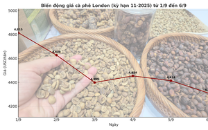 Giá cà phê hôm nay 7-9: Tuần buồn của người giữ cà phê- Ảnh 1.