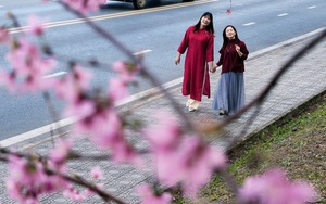 C&acirc;y mai anh đ&agrave;o "si&ecirc;u hot" ở Đ&agrave; Lạt, h&agrave;ng trăm người chờ check-in mỗi ng&agrave;y - Ảnh 16.