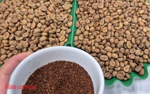Gi&aacute; c&agrave; ph&ecirc; h&ocirc;m nay 29 - 1 giảm mạnh , Robusta v&agrave; Arabica bốc hơi sốc - Ảnh 1.
