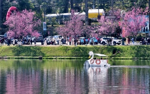 Bằng Kiều, Mỹ Linh khuấy động Đ&agrave; Lạt trong đ&ecirc;m Lễ hội hoa mai anh đ&agrave;o - Ảnh 2.