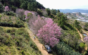 X&oacute;m nhỏ đẹp như tranh khi mai anh đ&agrave;o nở tr&ecirc;n cung đường nối Đ&agrave; Lạt - Nha Trang  - Ảnh 16.