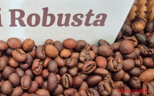 Gi&aacute; c&agrave; ph&ecirc; h&ocirc;m nay 7-1: Bật tăng, lấy lại mốc quan trọng - Ảnh 1.