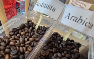 Gi&aacute; c&agrave; ph&ecirc; h&ocirc;m nay 13 - 2: Tăng mạnh gi&aacute; Robusta v&agrave; Arabica trong năm 2026 - Ảnh 1.
