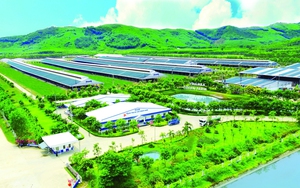Vinamilk b&aacute;o doanh thu qu&yacute; I/2026 tăng 24,6% so với c&ugrave;ng kỳ - Ảnh 5.
