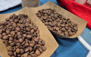 Gi&aacute; c&agrave; ph&ecirc; h&ocirc;m nay 15 - 2: Cơ hội cho c&agrave; ph&ecirc; Việt tại Campuchia - Ảnh 1.