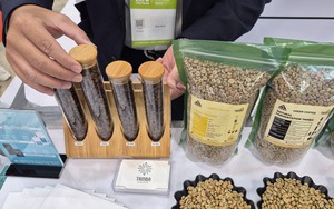 Gi&aacute; c&agrave; ph&ecirc; h&ocirc;m nay 27 - 2: Thị trường đang tr&ecirc;n đ&agrave; c&acirc;n bằng? - Ảnh 1.