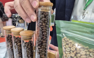 Gi&aacute; c&agrave; ph&ecirc; h&ocirc;m nay 6-2: Robusta tăng, xuất khẩu b&ugrave;ng nổ gần 1,1 tỉ USD/th&aacute;ng - Ảnh 1.