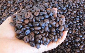 Gi&aacute; c&agrave; ph&ecirc; h&ocirc;m nay 11 - 3: Robusta giảm gi&aacute; , nguồn cung sắp tăng - Ảnh 1.