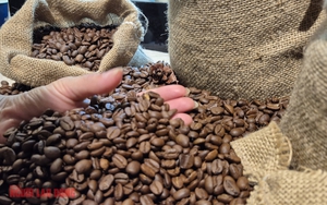 Gi&aacute; c&agrave; ph&ecirc; h&ocirc;m nay 12-3: Bốc hơi 3 con số bất chấp Brazil xuất khẩu giảm gần 23% - Ảnh 1.