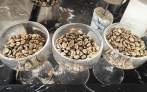 Gi&aacute; c&agrave; ph&ecirc; h&ocirc;m nay 16 - 3: T&igrave;nh h&igrave;nh v&agrave; dự b&aacute;o thị trường c&agrave; ph&ecirc; 2026 - Ảnh 1.