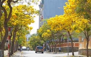 B&ocirc;ng g&ograve;n nở rộ "g&acirc;y sốt", h&uacute;t kh&aacute;ch ở Vũng T&agrave;u - Ảnh 11.