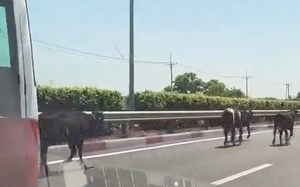 Đ&atilde; r&otilde; l&yacute; do v&igrave; sao 4 con b&ograve; đi v&agrave;o được cao tốc TPHCM - Long Th&agrave;nh - Ảnh 2.