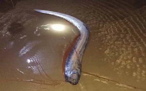 Kh&aacute;m x&eacute;t nh&agrave; ri&ecirc;ng của Gi&aacute;m đốc Trung t&acirc;m Đấu gi&aacute; tỉnh L&acirc;m Đồng - Ảnh 2.