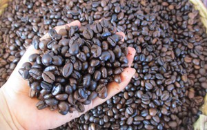 Gi&aacute; c&agrave; ph&ecirc; h&ocirc;m nay 2026: Tăng mạnh , c&agrave; ph&ecirc; m&iacute;t hấp dẫn thị trường - Ảnh 1.