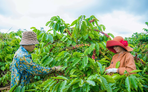 Gi&aacute; c&agrave; ph&ecirc; h&ocirc;m nay 2 - 4: Vua xuất khẩu l&ecirc;n kế hoạch trồng 24 . 000 Ha c&agrave; ph&ecirc; - Ảnh 1.