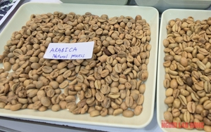 Gi&aacute; c&agrave; ph&ecirc; h&ocirc;m nay 12 - 4: Robusta giảm s&acirc;u , tương lai ng&agrave;nh c&agrave; ph&ecirc; 2026 - Ảnh 1.