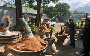 Vụ tịch thu 42 c&acirc;y mai v&agrave;ng "kh&ocirc;ng giấy tờ": Người trồng mai ở miền T&acirc;y lo ngại - Ảnh 2.
